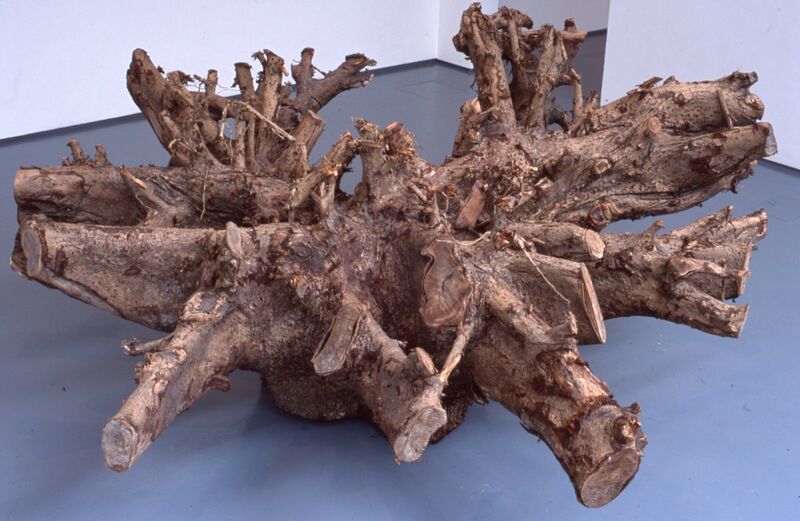 A close-up photograph of a gnarly tree trunk, with branches emerging from it.